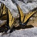 Swallowtails